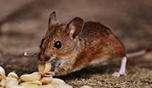24 Hour & Emergency Exterminators in Chesterfield Township, NJ